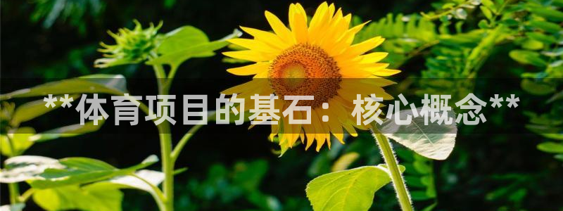 星奥娱乐集团怎么样
